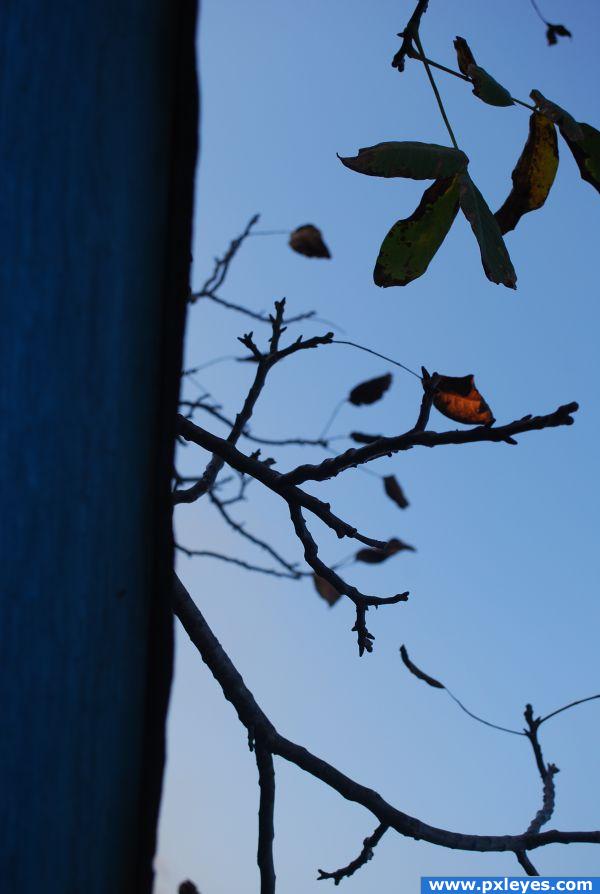 the last leaf